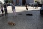 PSD chumba programa de controlo de animais errantes
