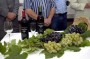 Vinhos de Mesa madeirenses promovidos no mercado nacional