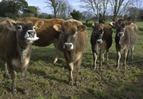 Brasil exportará 25 mil vacas leiteiras para a Venezuela
