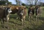 Brasil exportará 25 mil vacas leiteiras para a Venezuela