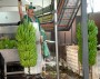 Madeira exporta 80 por cento da produção de banana