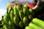Hélder Spínola oferece cacho de bananas da Madeira ao Grupo Parlamentar do PSD em Lisboa