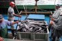 PSD acusa o CDS de comportamento indigno na questão das pescas