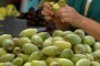 Produtores querem que figueira-da-Índia seja reconhecida como planta frutícola