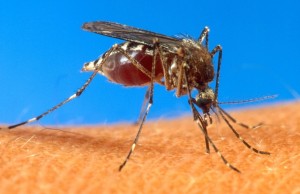 Lisboa vai discutir Plano Nacional para a Dengue