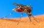 Lisboa vai discutir Plano Nacional para a Dengue