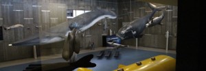 Museu da Baleia é finalista do Prémio Museu Europeu do Ano