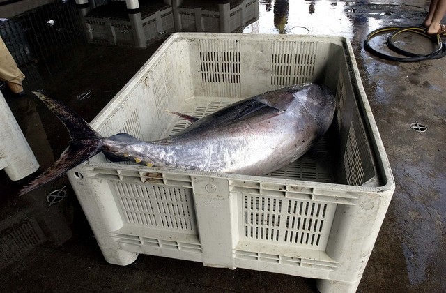 Quebra nas capturas de atum na Madeira contribui para a diminuição nas pescas portuguesas