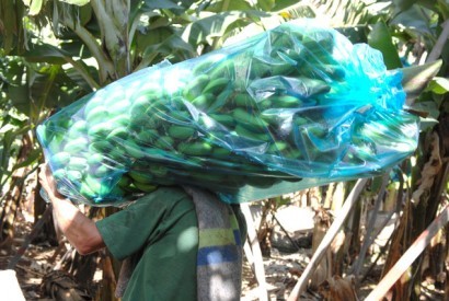 GESBA responde a produtores de banana