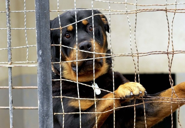 Diplomas para defesa dos animais da Madeira ficam na gaveta, acusa PCP
