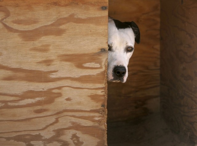 PSD e PS chegam a acordo para criminalizar maus tratos e abandono de animais