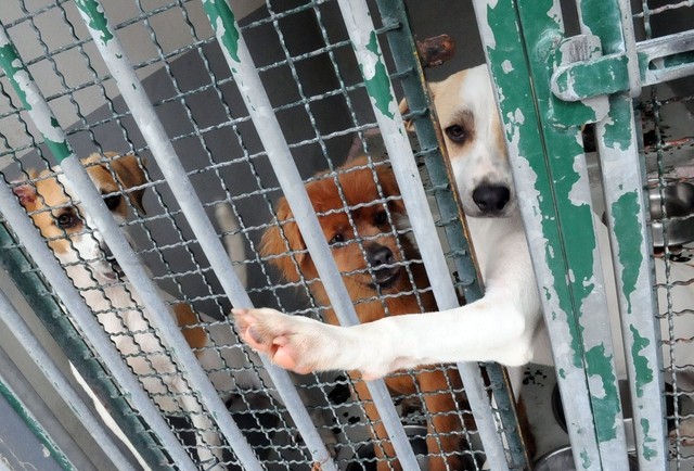 Aprovado regime sancionatório dos maus tratos contra animais