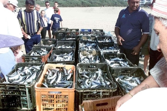 Sardinha é a rainha das exportações de conservas