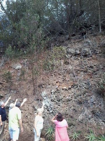 PNR Madeira alerta para falta de limpeza de mata na zona do Hospital dos Marmeleiros