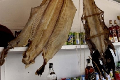 CDU questiona a Comissão Europeia sobre capturas de peixe-gata