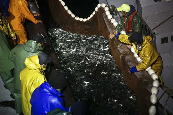 Falta de sardinha gera discórdia entre norte e sul