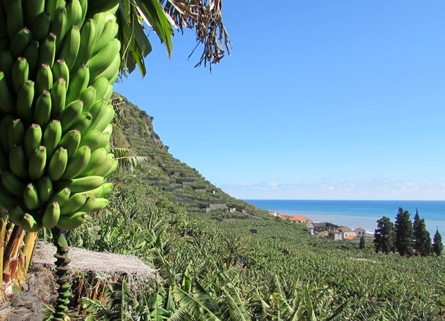 JPP preocupado com banana