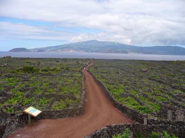Área de produção de castas nobres dos vinhos do Pico vai duplicar