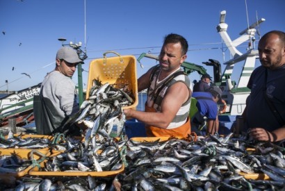 Preços da sardinha triplicaram em cinco anos