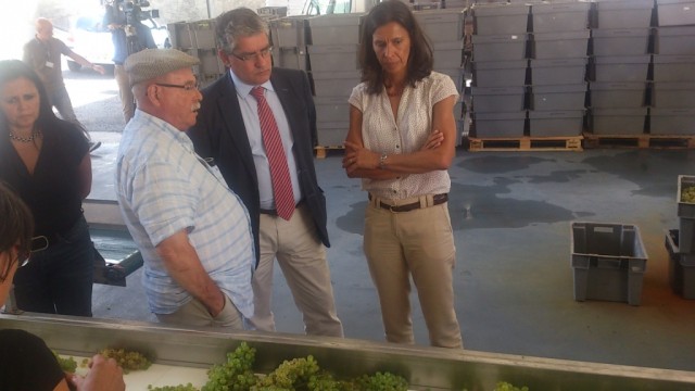 Vinhos de mesa com espaço crescem 15%