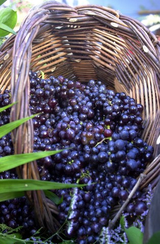 Festa do Vinho com taxa de ocupação de 90%