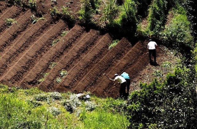 Nove equipas no terreno para garantir pagamentos do Prémio ao Agricultor