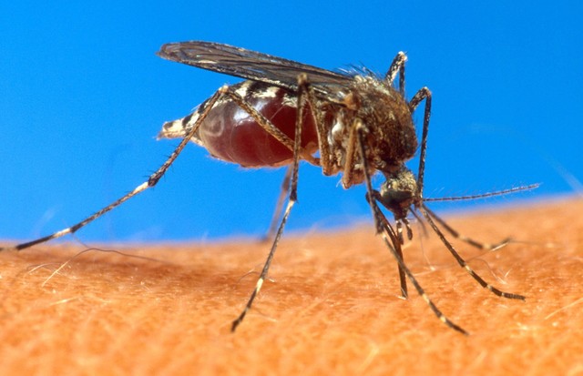 Brasil registou recorde de 1,6 milhões de casos de dengue em 2015