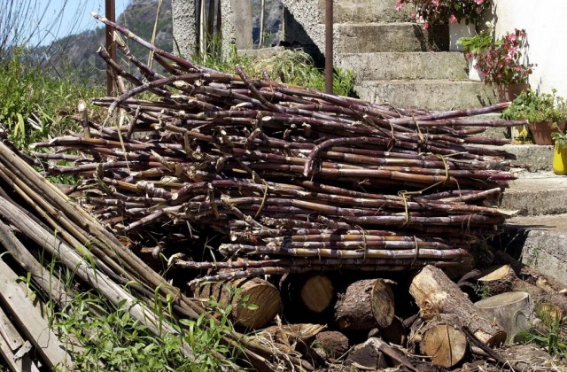 Governo Regional prepara plano estratégico para produção de cana-de-açúcar