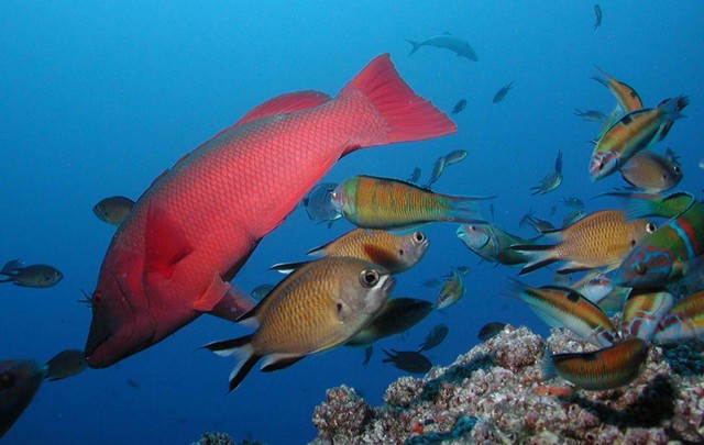 Dióxido de carbono pode intoxicar peixes em meados deste século