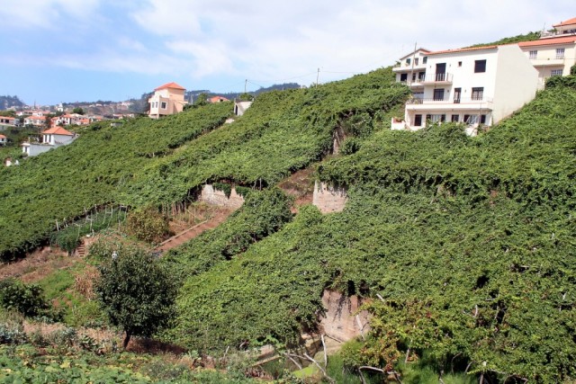 Enoturismo e internacionalização são apostas da Associação dos Municípios do Vinho