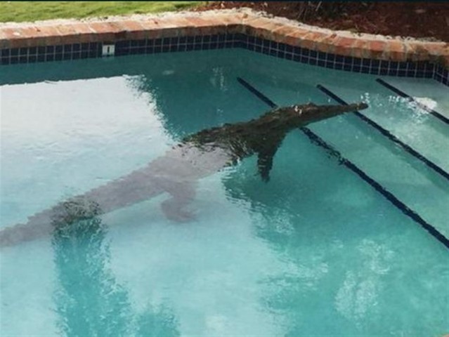 Chega à casa e encontra crocodilo de 2,5 metros na piscina