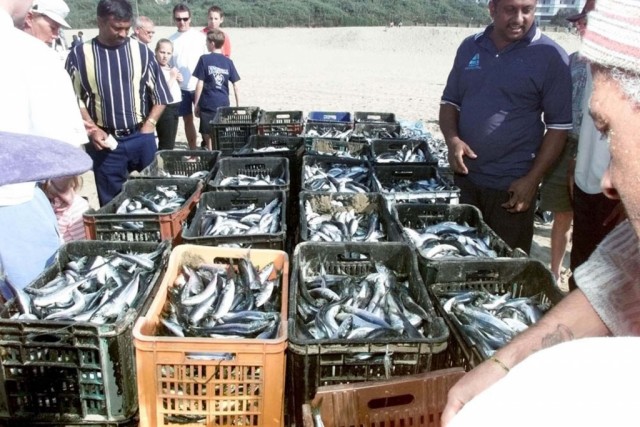 Portugal à espera de Espanha para definição de quota de pesca da sardinha