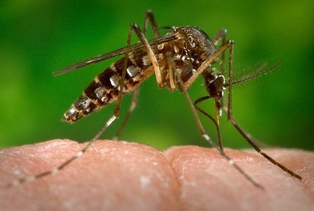 Vírus Zika detectado em turista dinamarquês regressado da América Latina