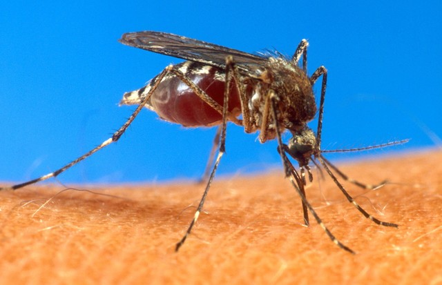 Venezuela com 255 casos de síndrome neurológico relacionado com o vírus Zika