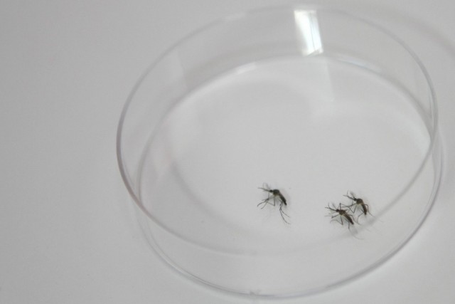 Zika: Grupo prepara ação para permitir aborto em casos de microcefalia no Brasil