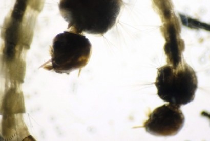 Identificado um caso positivo de Zika na Indonésia