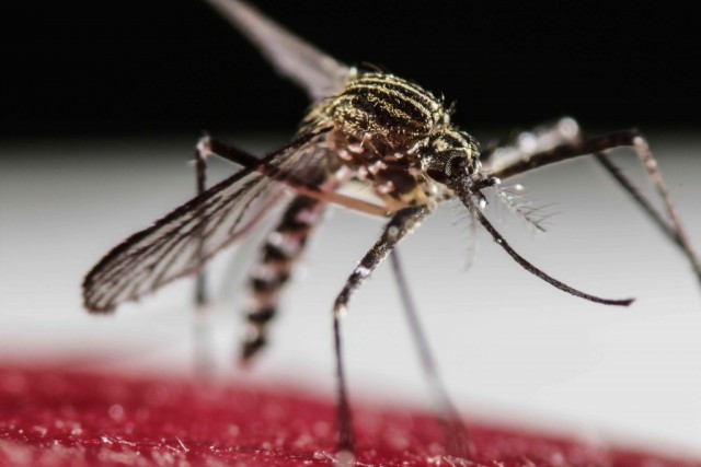 OMS declara o vírus Zika emergência de saúde pública mundial