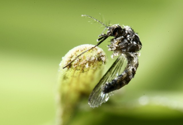 ONG holandesa oferece aborto grátis a grávidas infectadas com o vírus Zika