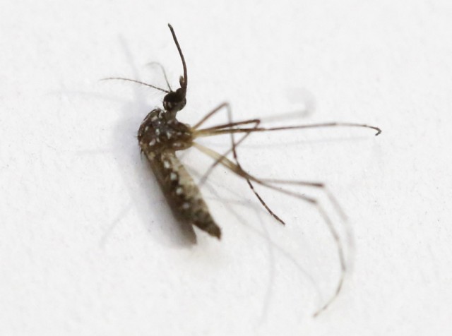Laboratório indiano já está a testar as primeiras vacinas contra o vírus Zika