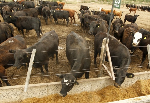 Brasileiro lança megaprojeto de produção de carne bovina na Indonésia