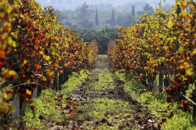Mais fácil escolher casta e local adequados para produzir diferentes tipos de vinho