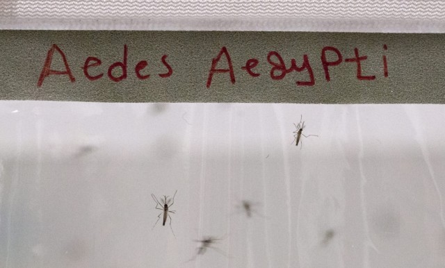 Casos de Zika em Cabo Verde com tendência decrescente nas últimas semanas