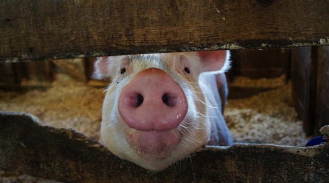 Portugal vai propor à União Europeia quotas de produção para o leite e carne de porco