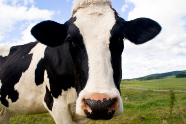 Caso isolado da doença das vacas loucas foi detetado no nordeste da França