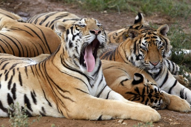 Número de tigres selvagens aumenta pela primeira vez em 100 anos