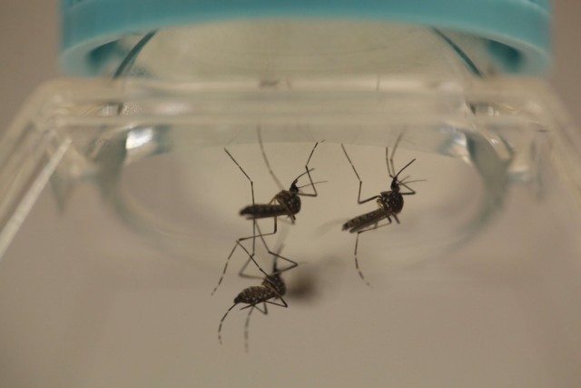 Brasil registou mais de 91 mil casos prováveis de Zika em 2016