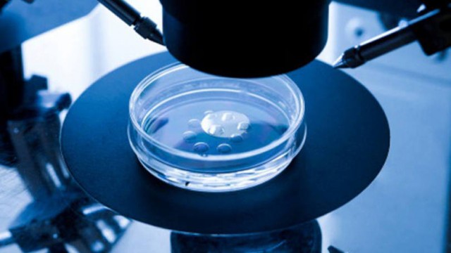 Cientistas mantêm vivos embriões humanos in vitro durante tempo recorde