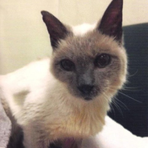 Morreu aos 30 anos o gato mais velho do Mundo