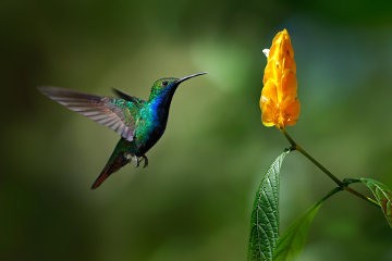 Tráfico ilegal de fauna e flora é feito à escala industrial