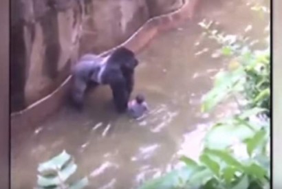 Gorila morto em zoo nos EUA após queda de criança no interior da jaula